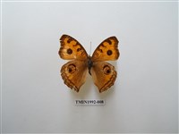 藏品(眼蛺蝶)的圖片